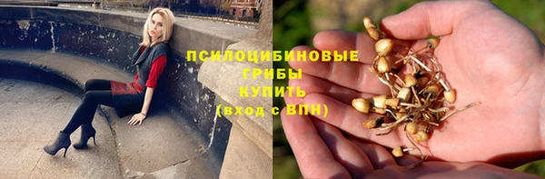 дмт Богданович